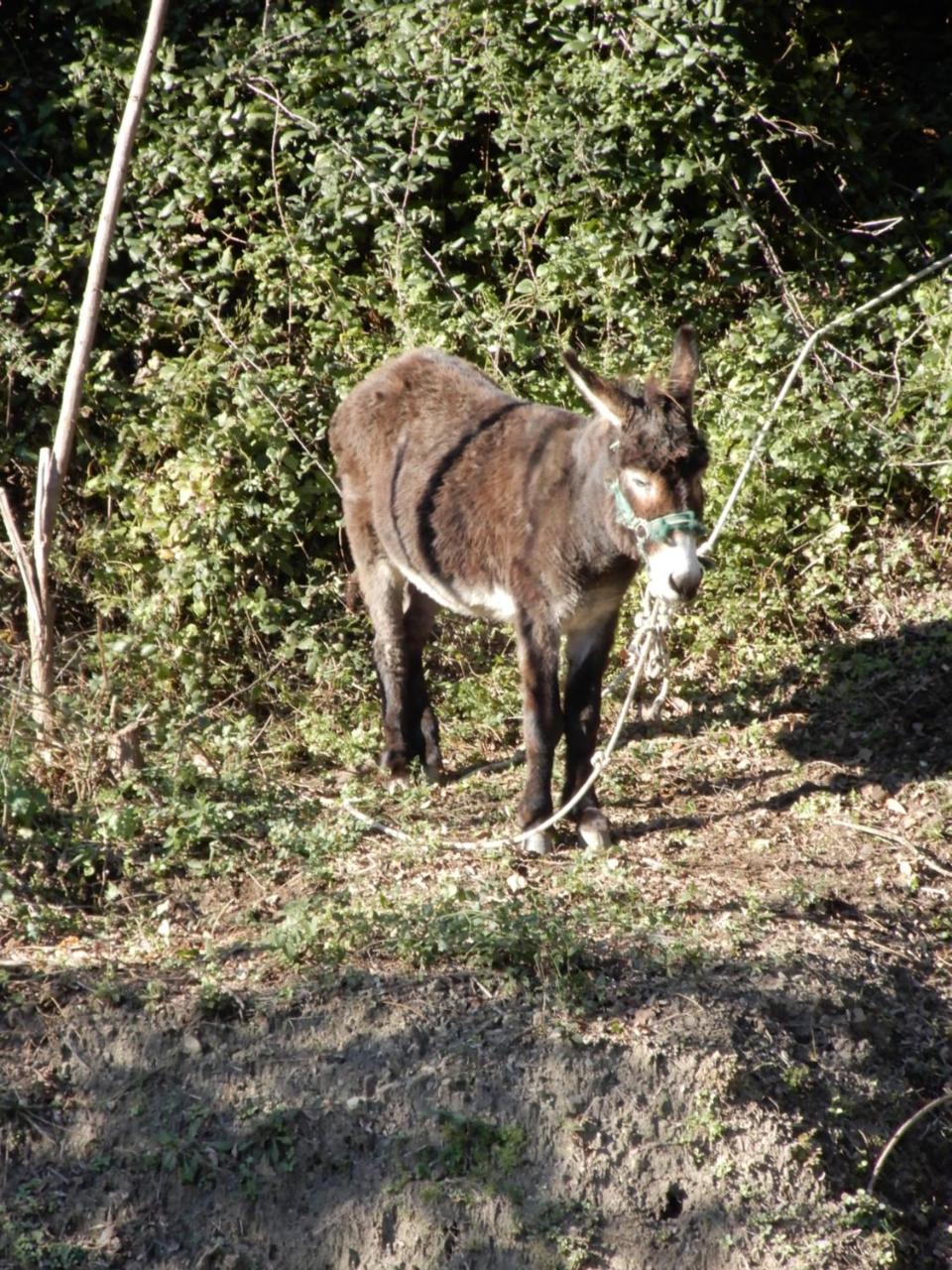 Vila Il Borgo Della Colomba Fosdinovo Exteriér fotografie